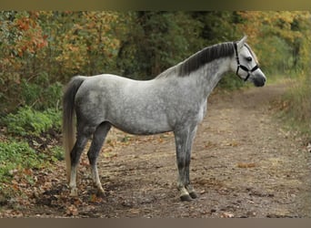 Welsh B, Jument, 8 Ans, 134 cm, Gris