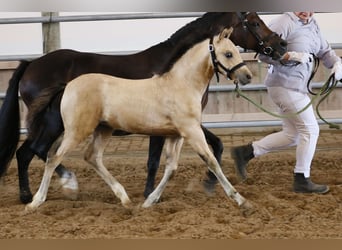 Welsh B, Jument, Poulain (06/2026), 135 cm, Buckskin