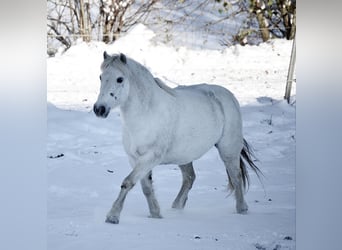 Welsh B Mix, Mare, 10 years, 11,2 hh, Gray