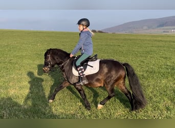 Welsh B, Mare, 10 years, 12,1 hh, Bay-Dark