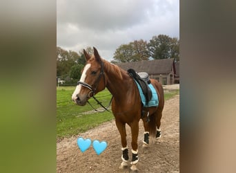 Welsh B, Mare, 10 years, 12,1 hh, Bay