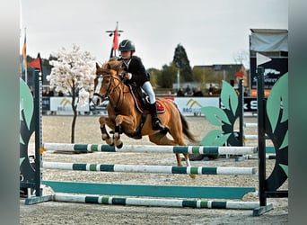 Welsh B, Mare, 10 years, 12.1 hh, Chestnut-Red