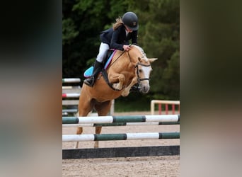 Welsh B, Mare, 10 years, 12,1 hh