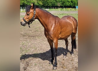 Welsh B, Mare, 10 years, 12,2 hh, Brown