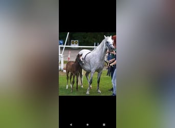 Welsh B, Mare, 10 years, 12,2 hh, Gray