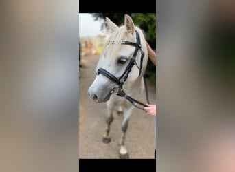 Welsh B, Mare, 10 years, 12,2 hh, Gray