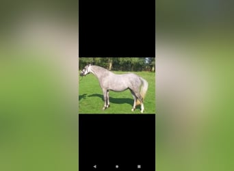 Welsh B, Mare, 10 years, 12,2 hh, Gray