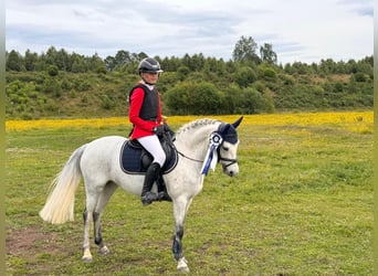 Welsh B, Mare, 10 years, 12.2 hh, Grey