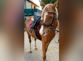 Welsh B, Mare, 10 years, 12,3 hh, Chestnut-Red