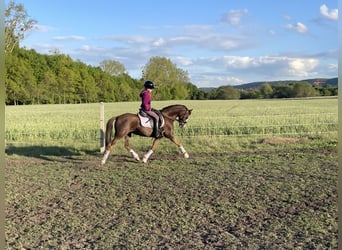 Welsh B, Mare, 10 years, 12,2 hh, Chestnut