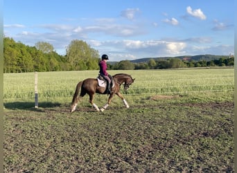 Welsh B, Mare, 10 years, 12,2 hh, Chestnut