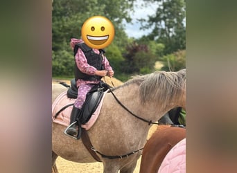 Welsh B, Mare, 10 years, 13.1 hh, Palomino