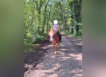 Welsh B Mix, Mare, 10 years, 13,2 hh, Chestnut-Red