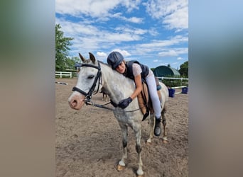 Welsh B, Mare, 10 years, 13 hh, Gray