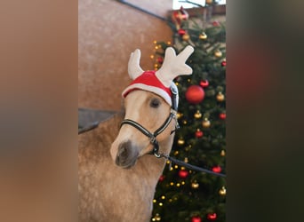 Welsh B, Mare, 10 years, 13 hh