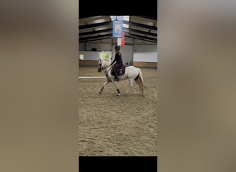 Welsh B Mix, Mare, 11 years, 12.1 hh, Grey