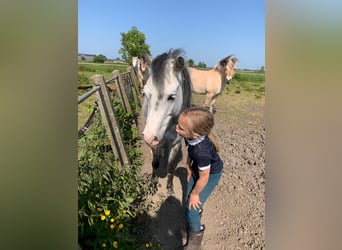 Welsh B, Mare, 11 years, 12,3 hh