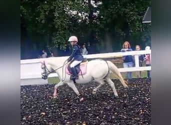 Welsh B Mix, Mare, 11 years, 12,3 hh, Gray