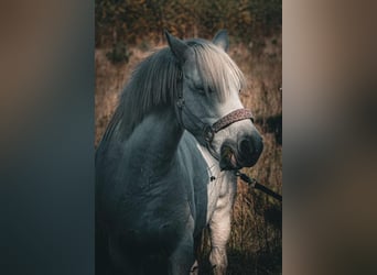 Welsh B Mix, Mare, 11 years, 12,3 hh, Gray