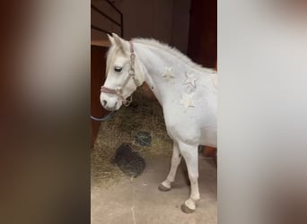 Welsh B Mix, Mare, 11 years, 12,3 hh, Gray