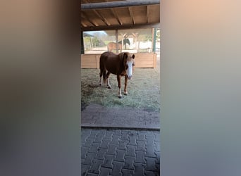 Welsh B, Mare, 11 years, 12 hh, Chestnut-Red