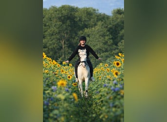 Welsh B, Mare, 11 years, 12,3 hh, Palomino