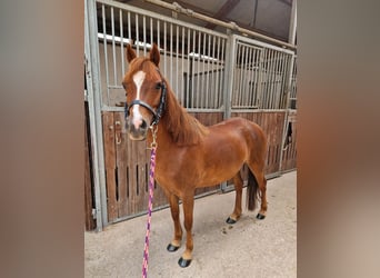 Welsh B, Mare, 11 years, 13 hh, Chestnut-Red