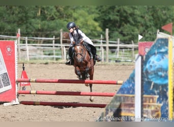 Welsh B, Mare, 11 years, 13,1 hh, Bay