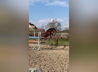 Welsh B, Mare, 11 years, 13,1 hh, Bay
