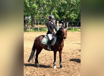 Welsh B, Mare, 11 years, 13,1 hh, Bay