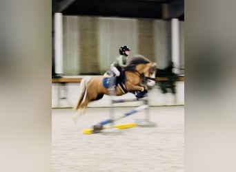 Welsh B, Mare, 12 years, 11.2 hh, Palomino