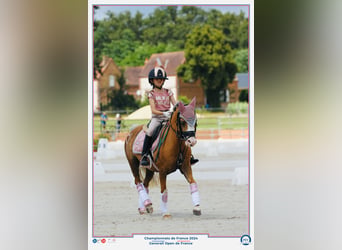 Welsh B, Mare, 12 years, 11.2 hh, Palomino