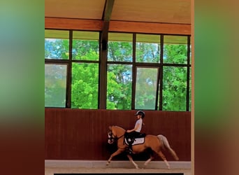 Welsh B, Mare, 12 years, 11.2 hh, Palomino