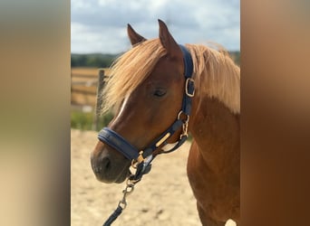 Welsh B, Mare, 12 years, 12.1 hh, Chestnut-Red