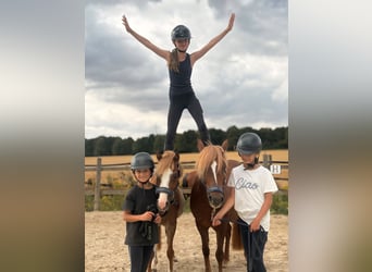 Welsh B, Mare, 12 years, 12.1 hh, Chestnut-Red
