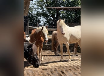 Welsh B, Mare, 12 years, 12.1 hh, Chestnut-Red