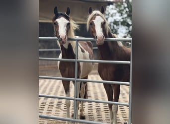 Welsh B, Mare, 12 years, 12.1 hh, Chestnut-Red