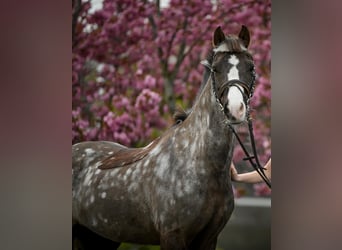 Welsh B, Mare, 12 years, 12.2 hh, Chestnut-Red
