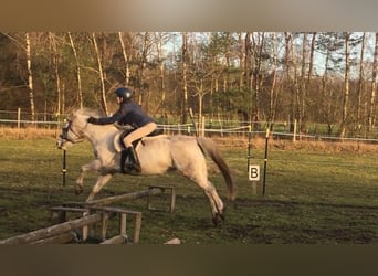 Welsh B, Mare, 12 years, 12,2 hh, Gray