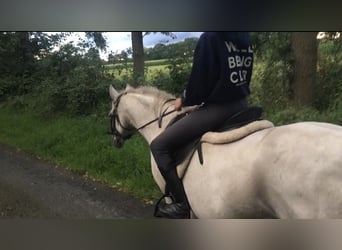 Welsh B, Mare, 12 years, 12,2 hh, Gray