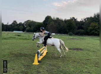 Welsh B, Mare, 12 years, 12,2 hh, Gray