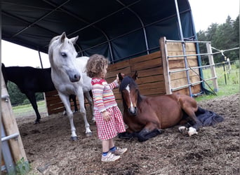 Welsh B, Mare, 12 years, 12,2 hh, Gray