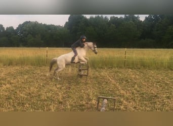 Welsh B, Mare, 12 years, 12,2 hh, Gray