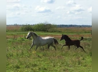 Welsh B, Mare, 12 years, 12,2 hh, Gray