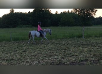 Welsh B, Mare, 12 years, 12,2 hh, Gray