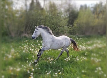 Welsh B, Mare, 12 years, 12.3 hh, Gray