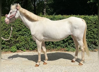Welsh B, Mare, 12 years, 12,1 hh, Perlino