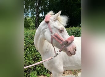 Welsh B, Mare, 12 years, 12,1 hh, Perlino