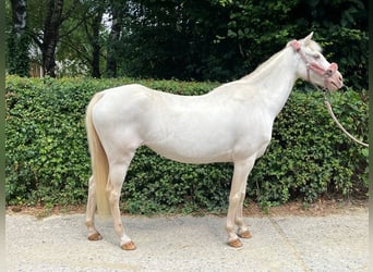 Welsh B, Mare, 12 years, 12,1 hh, Perlino