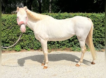 Welsh B, Mare, 12 years, 12,1 hh, Perlino